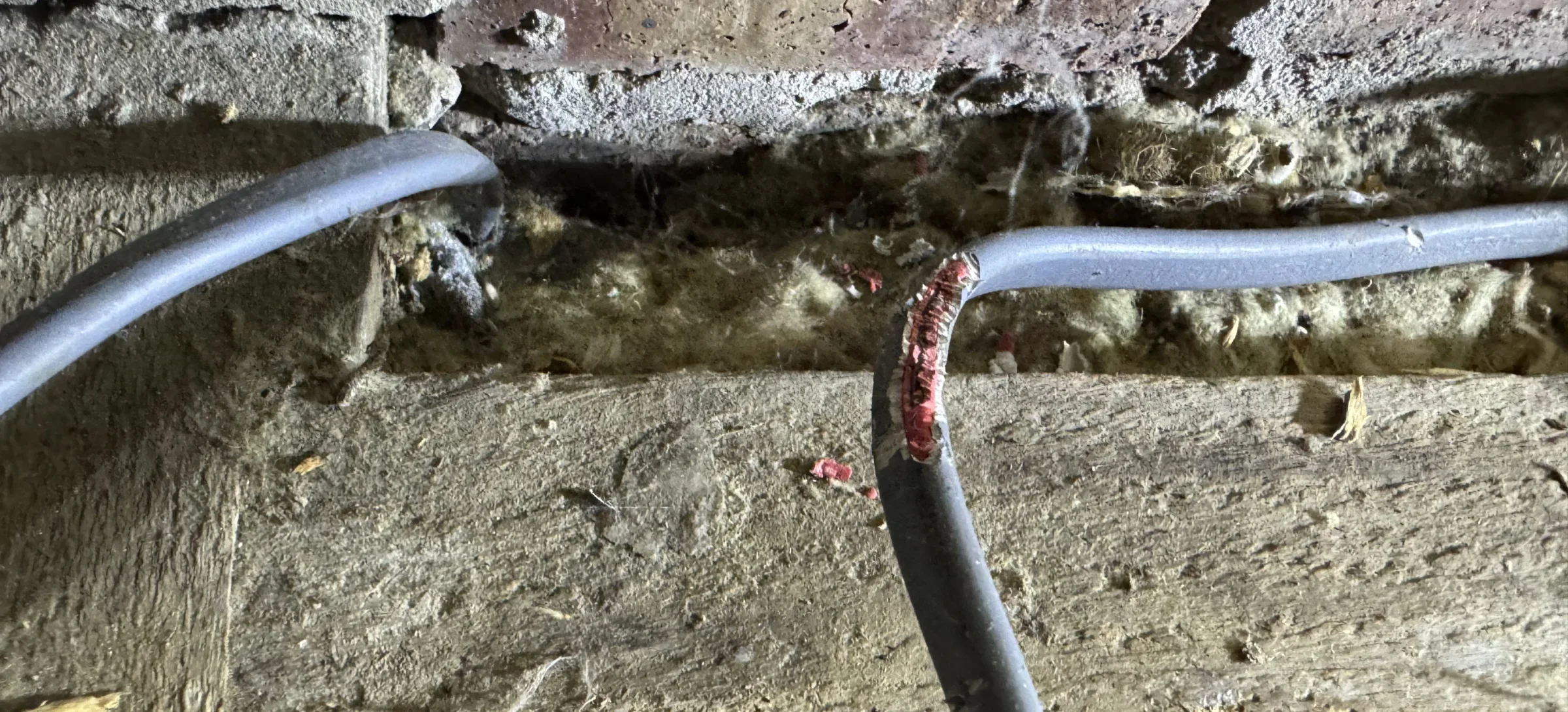Exposed conductors: Rodent damage had stripped away the cable insulation, leaving the internal conductors exposed and the circuit unsafe.